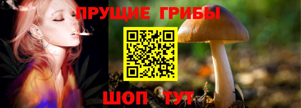 Псилоцибиновые грибы Cubensis Рубцовск